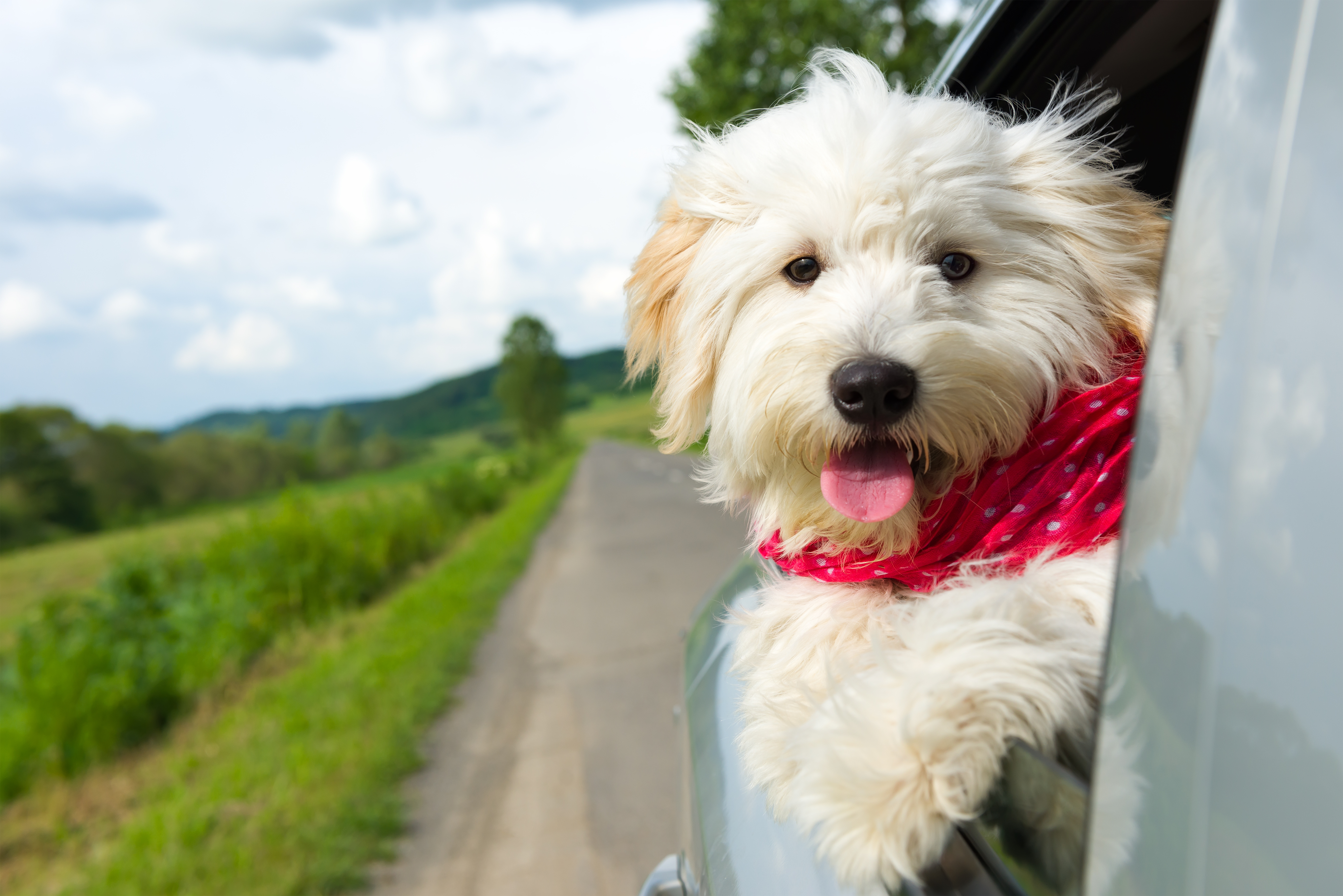 Surf Bay is a dog friendly holiday park