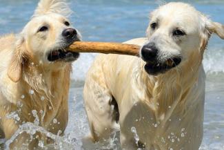 Two Dogs playing with a stick in the Sea